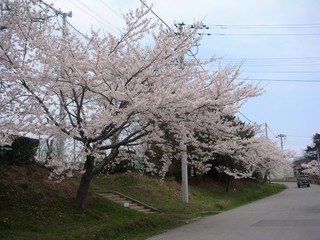 sakura2011-02.jpg